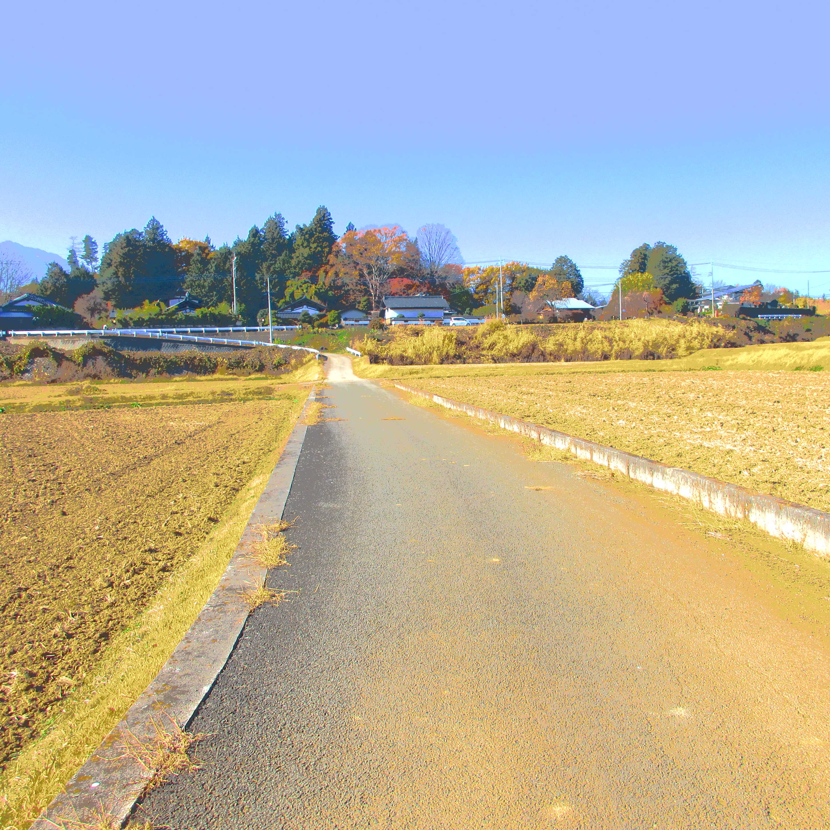 田んぼ道の写真